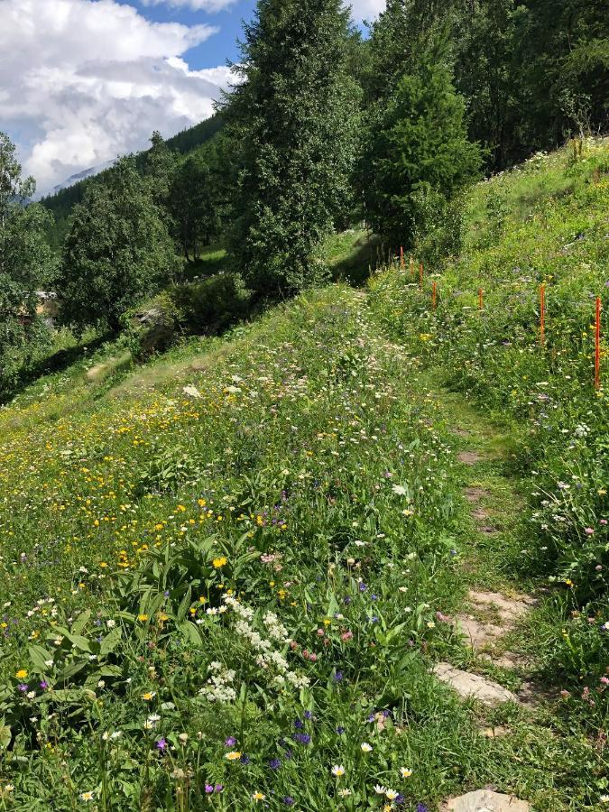 Adler Saas-Grund